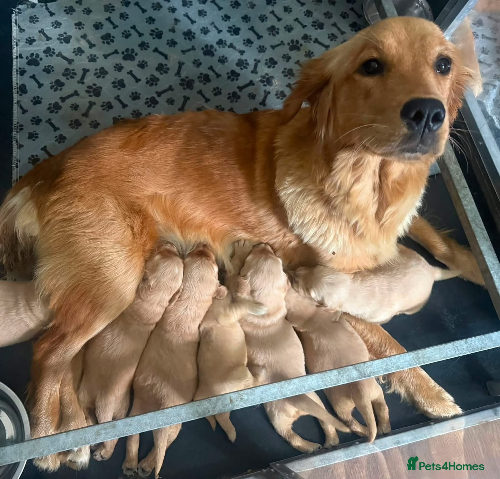 Golden Retriever dogs Golden retriever puppies - Advert 7