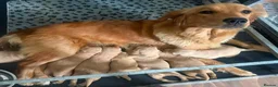 Golden Retriever dogs for sale: Golden retriever puppies - Advert 1
