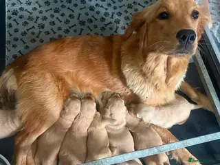 Golden Retriever dogs Golden retriever puppies - Advert 1