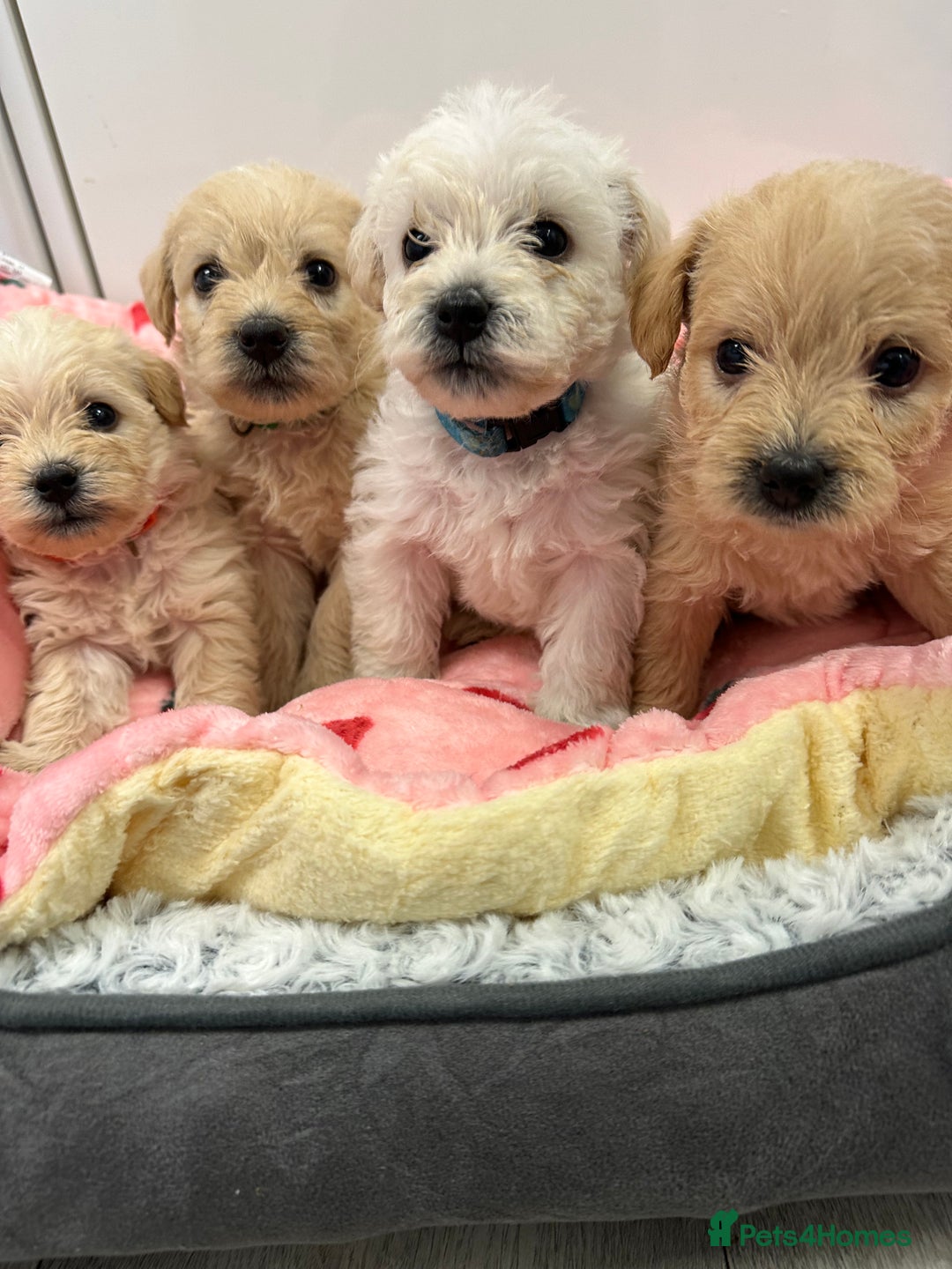 Mixed Breed dogs for sale: Westiepoo puppies - Advert 1