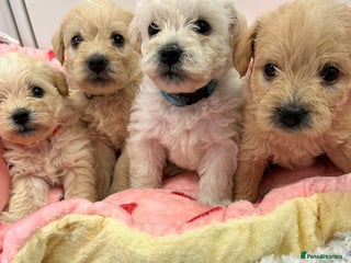 Mixed Breed dogs Westiepoo puppies - Advert 1