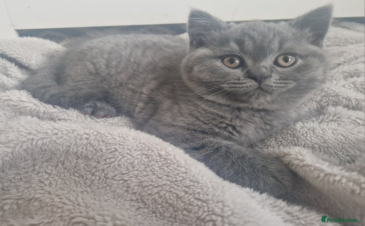 British Shorthair cats - Advert 2