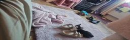 British Shorthair cats for sale: Sweet little girl needing her forever home  - Advert 3