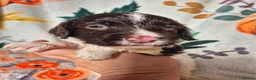 English Springer Spaniel dogs for sale: Beautiful English Springer spaniel pups - Advert 27