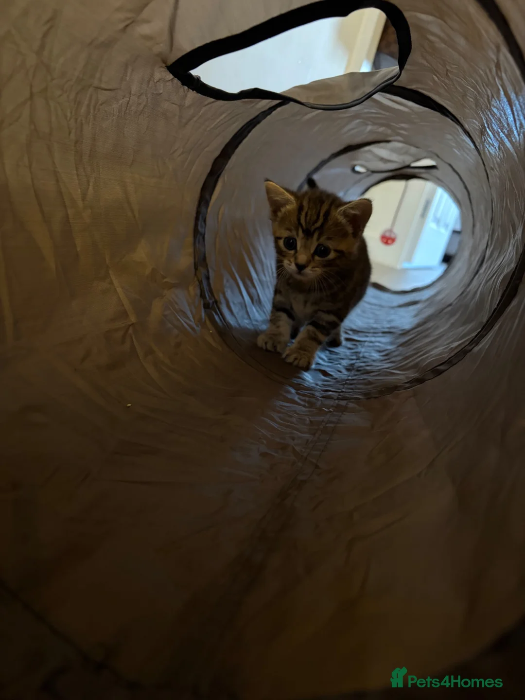 Bengal cats for sale: 3 gorgeous kittens for sale  in Southampton - Advert 2