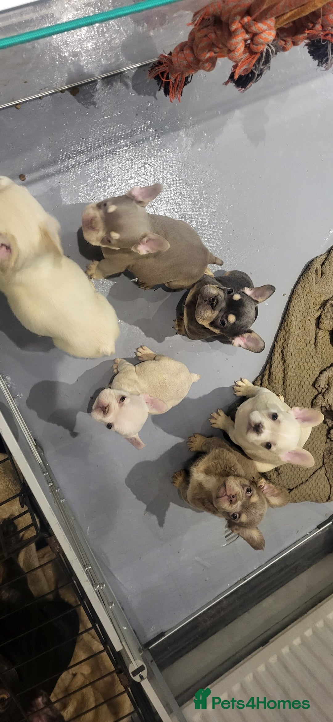 French Bulldog dogs for sale: New shade french bulldogs - Advert 28