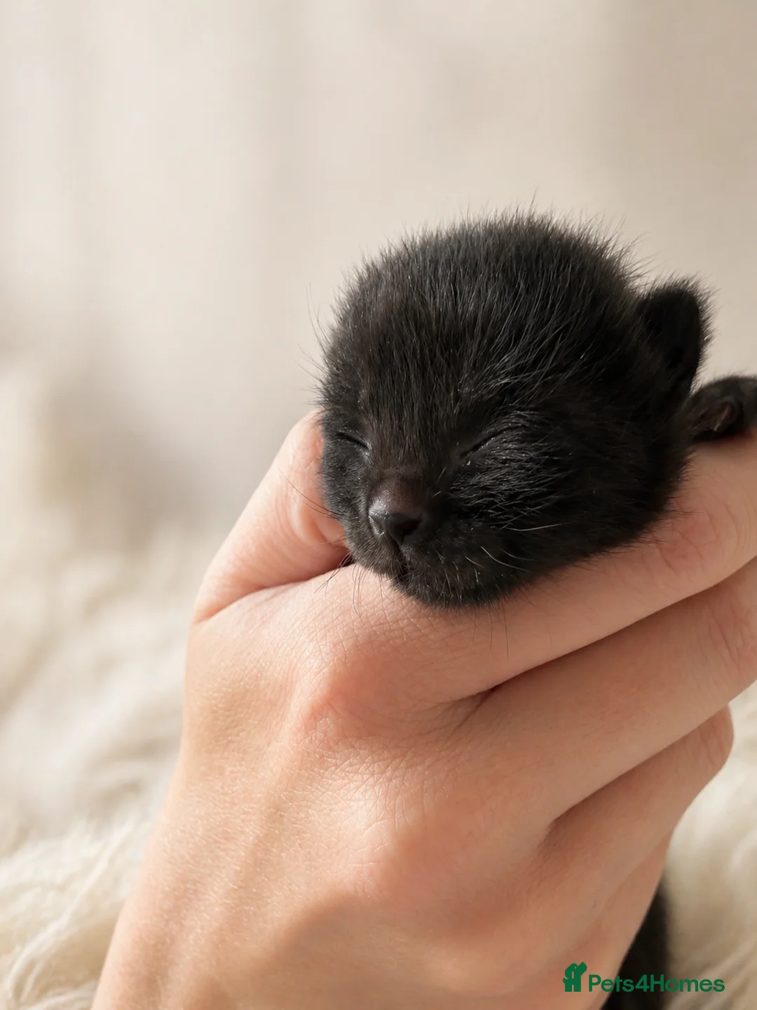 Mixed Breed cats for sale: Mixed breed boy ❤️ - Advert 3