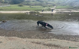 Mixed Breed dogs for sale: Maisie German Shepard X Dalmation - Advert 4