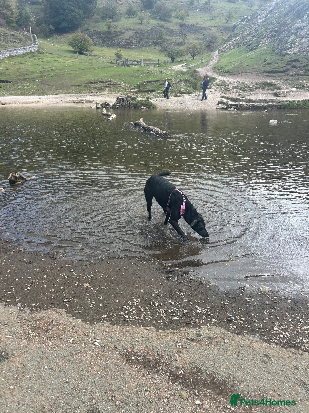 Mixed Breed dogs for sale: Maisie German Shepard X Dalmation - Advert 4