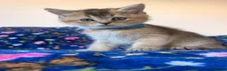 Scottish Fold cats for sale: Beautiful Scottish Fold kittens - Advert 15