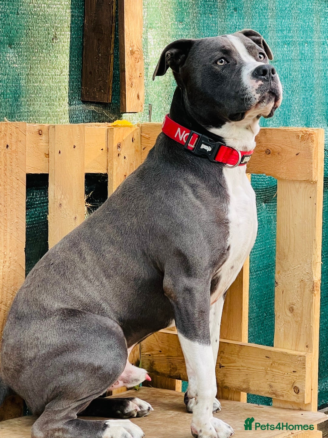 Mixed Breed dogs for sale: Mixed breed staffy for sale  - Image 5