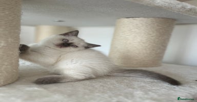 British Shorthair cats - Advert 14