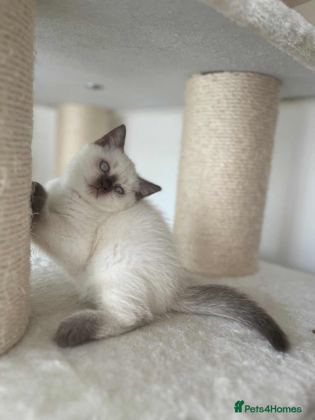 British Shorthair cats for sale: Adorable kittens available (1 female left!!) - Advert 3