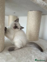 British Shorthair cats - Advert 5