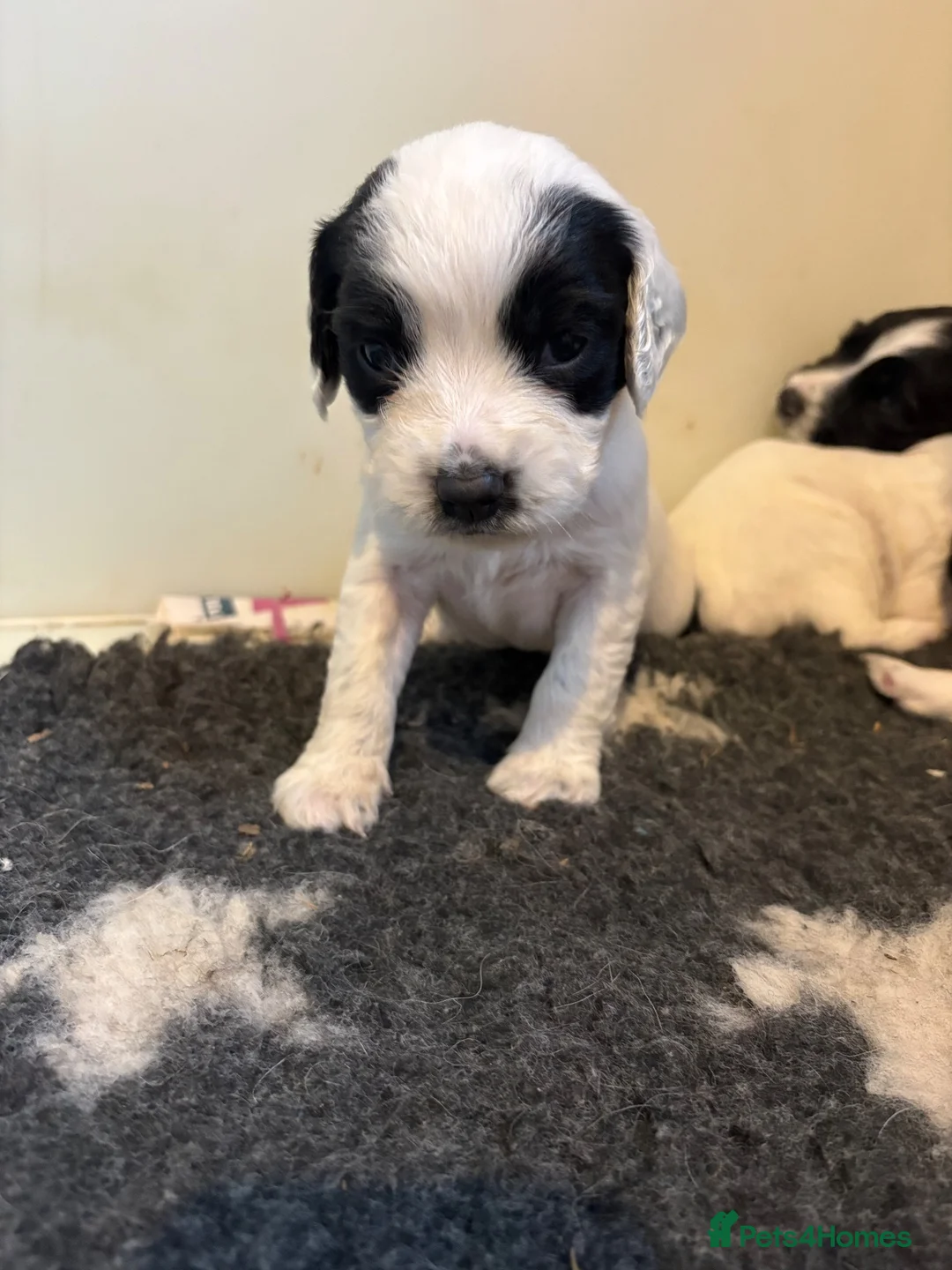 English Springer Spaniel dogs for sale: KC registered working springer spaniel puppies  - Advert 18