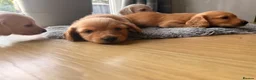 Miniature Dachshund dogs for sale: Miniature Long Haired Dachshund  - Advert 18