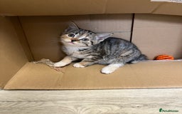 Mixed Breed cats for sale: Beautiful kittens  - Image 4