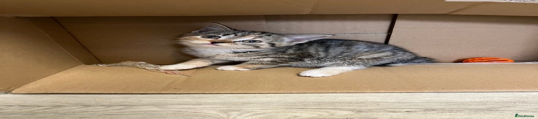 Mixed Breed Kitten 4