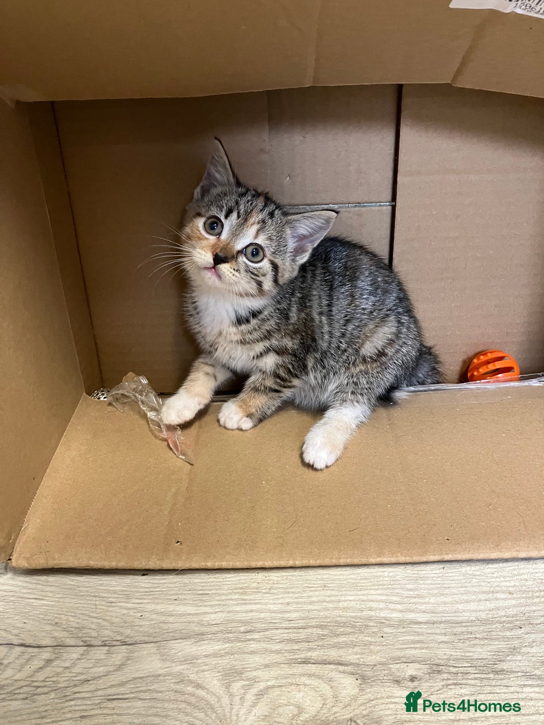 Mixed Breed cats for sale: Beautiful kittens  - Image 4