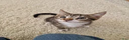 Mixed Breed cats for sale: Mixed breed kittens for sale - Advert 3