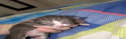 Mixed Breed cats for sale: Four kittens  - Advert 5