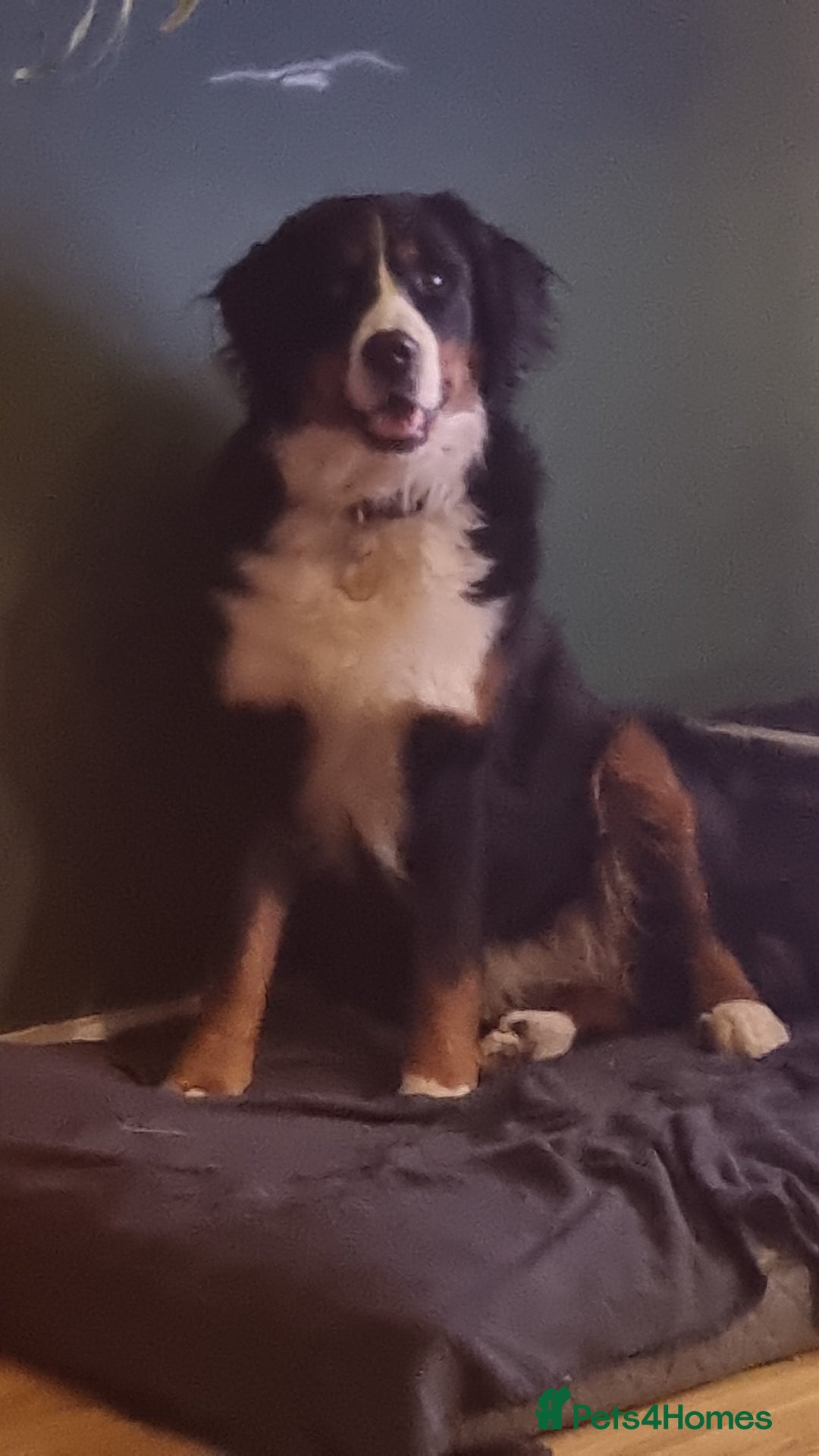 Bernese Mountain Dog dogs for sale: Bernese mountain dog for sale - Advert 7