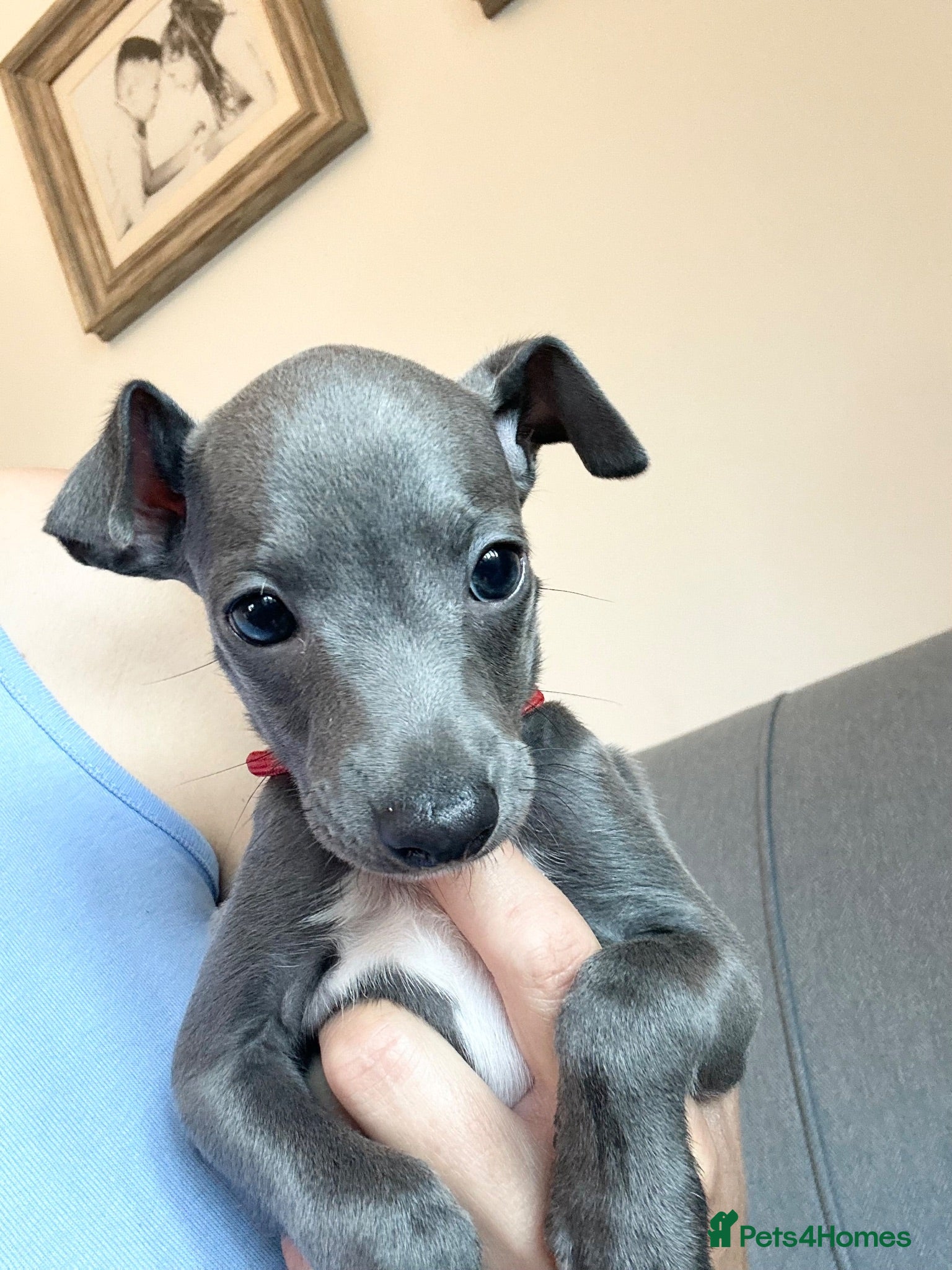 Italian Greyhound dogs Outstanding KC reg Italian greyhound puppies  - Advert 10