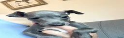 Italian Greyhound dogs for sale: Outstanding KC reg Italian greyhound puppies  - Advert 4