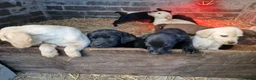 Labrador Retriever dogs for sale: 13 REALLY BEAUTIFUL LABRADOR PUPPIES  - Advert 10