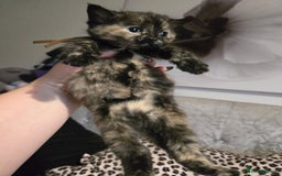Mixed Breed cats for sale: 7 Half-Ragdolls  - Image 14