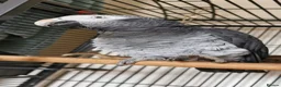 Parrots birds for sale: Male African grey  - Advert 3