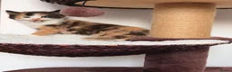 Mixed Breed cats for sale: 5 long hair fluffy kittens 🐱🐱 - Advert 6