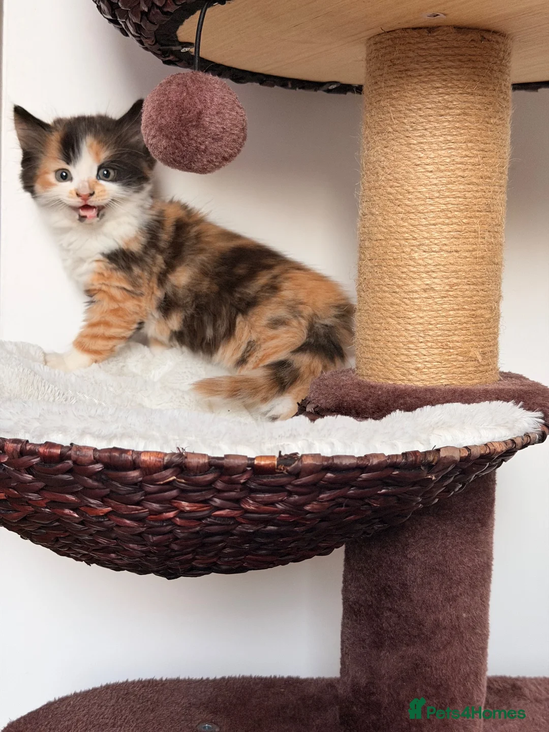 Mixed Breed cats for sale: 5 long hair fluffy kittens 🐱🐱 - Advert 6