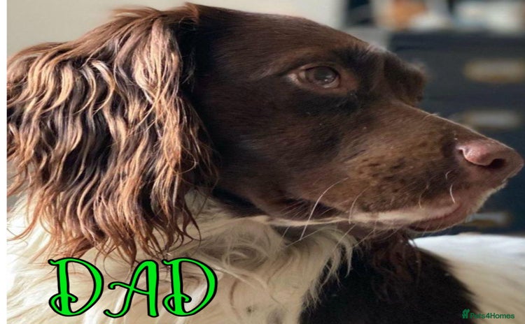 English Springer Spaniel dogs - Advert 1