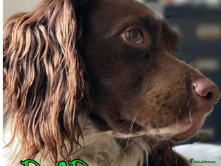 English Springer Spaniel dogs - Advert 4