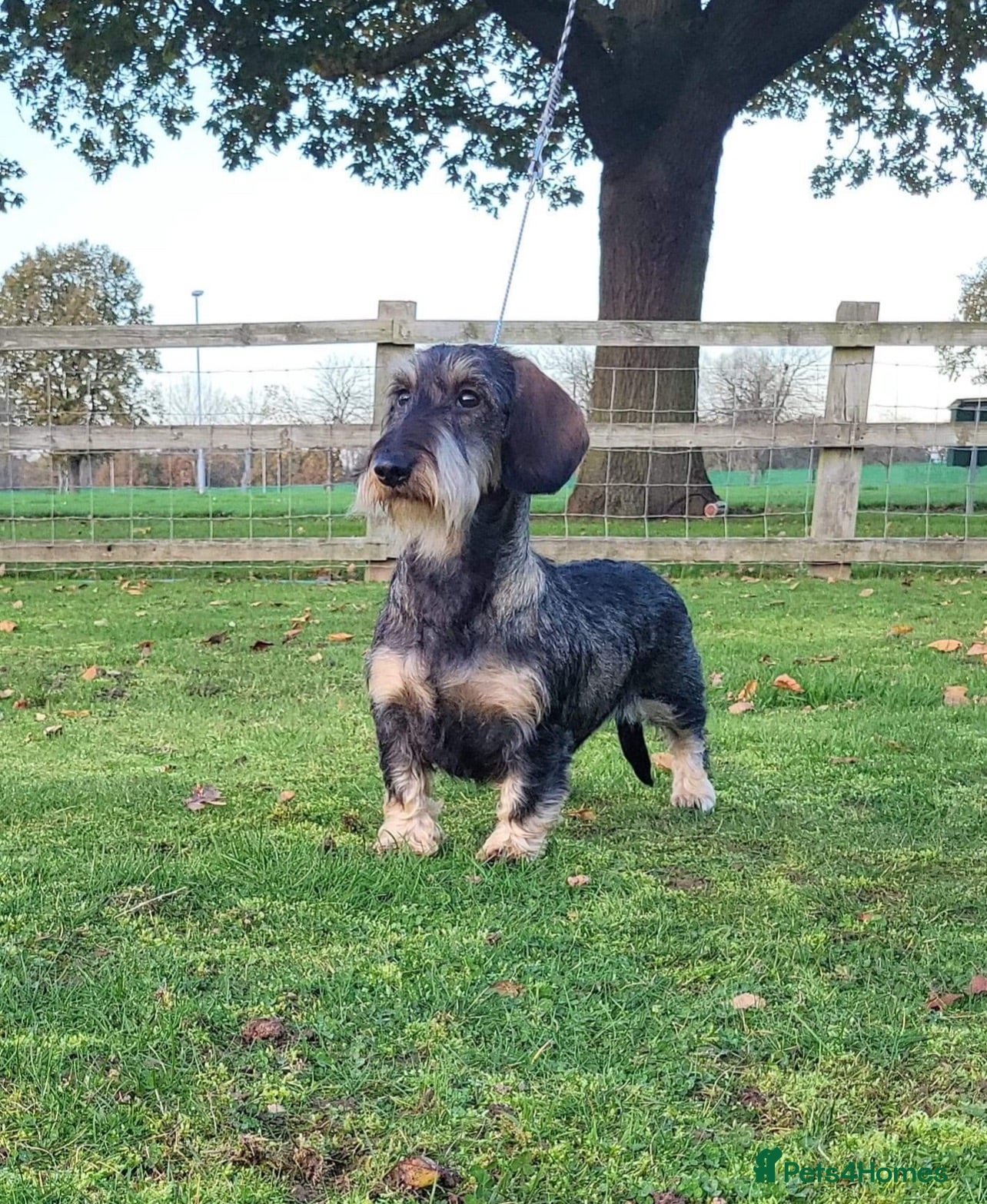 Dachshund dogs KC Registered wirehaired dachshunds - Advert 2