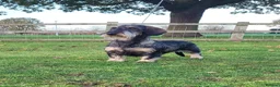 Dachshund dogs for sale: KC Registered wirehaired dachshunds - Advert 2