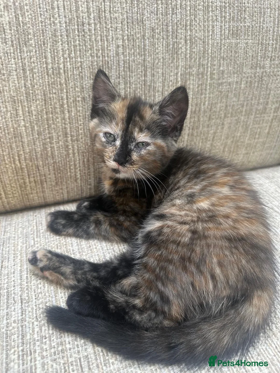Mixed Breed cats for sale: Maine coon cross kittens ready for new homes - Advert 2