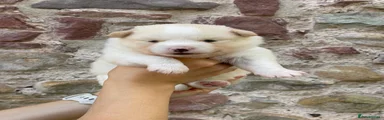 Pomsky 6