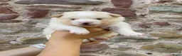 Pomsky dogs for sale: Genuine Celtic Star F3 Pomskies Available  - Advert 6