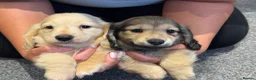 Miniature Dachshund dogs for sale: Beautiful Long Haired Miniature Dachshund Puppies - Advert 7