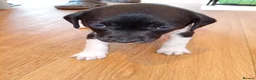Sprollie dogs for sale: Gorgeous Sprollies puppies  Ready to leave  - Advert 14