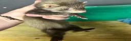 Ferret rodents for sale: Baby Ferret - Advert 14