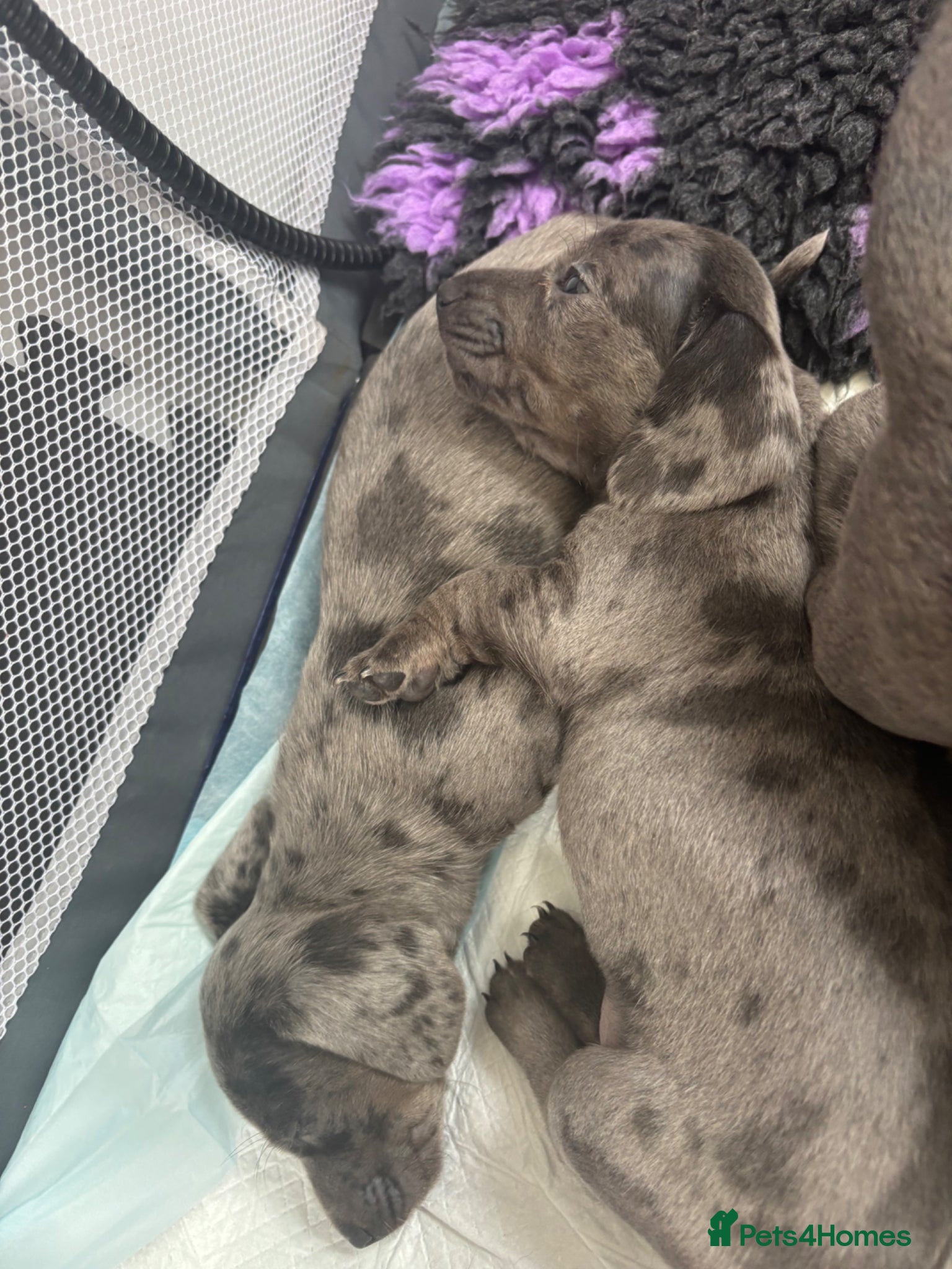 Miniature Dachshund dogs ‼️Reduced 2 Miniature Dachshund Fluffy boys left - Advert 18
