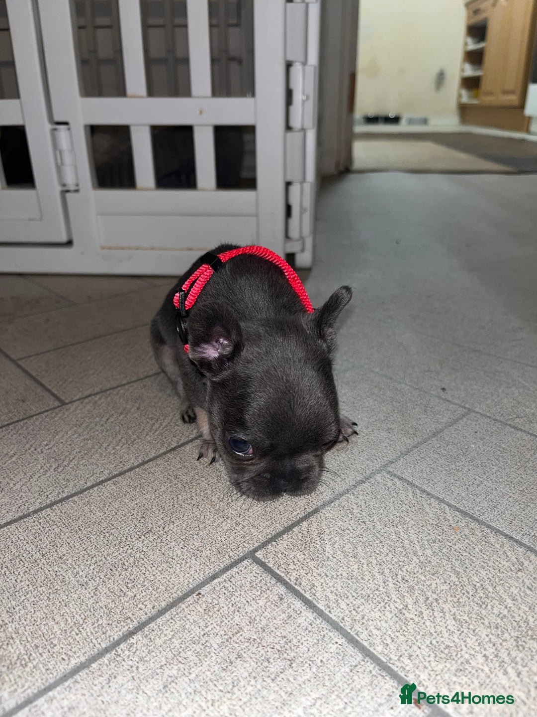 French Bulldog dogs for sale: Cutest frenchies pups  - Advert 30