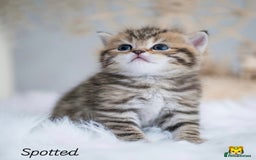 British Shorthair cats for sale: Beautiful golden British shorthair kittens - Image 3