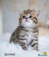 British Shorthair cats - Advert 16