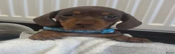 Miniature Dachshund dogs for sale: Minature dashound pups - Advert 21