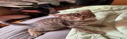 Mixed Breed cats for sale: 2 Gorgeous Kittens, 1 boy 1 Girl - Advert 3