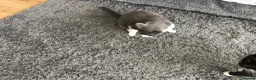 Mixed Breed cats for sale: Oreos - Advert 6